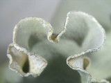 Parmotrema austrosinense image