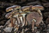 Psilocybe stuntzii image