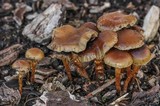Psilocybe stuntzii image