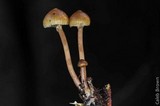 Psilocybe stuntzii image
