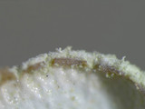Parmotrema austrosinense image