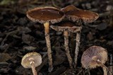 Psilocybe stuntzii image