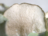 Parmotrema austrosinense image