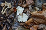 Clitocybe candicans image