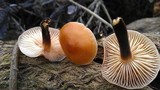 Flammulina velutipes var. lupinicola image