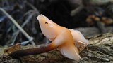 Flammulina velutipes var. lupinicola image