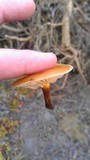 Flammulina velutipes var. lupinicola image