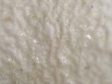 Parmotrema austrosinense image