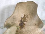 Parmotrema austrosinense image