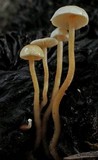 Collybia tuberosa image