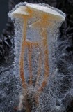 Collybia tuberosa image