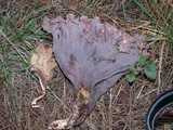 Gomphus clavatus image