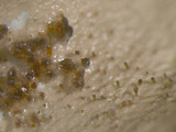 Parmotrema austrosinense image