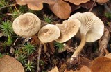 Clitocybe trulliformis image