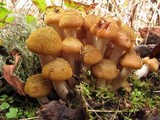 Armillaria sinapina image