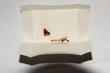 Psilocybe australiana image
