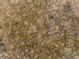 Parmotrema austrosinense image