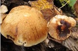 Hemipholiota populnea image
