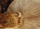 Hemipholiota populnea image