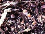 Psilocybe azurescens image