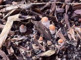 Psilocybe azurescens image