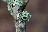 Ramalina americana image