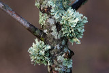 Ramalina americana image