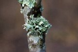 Ramalina americana image