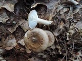 Hygrophorus fuligineus image