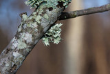 Ramalina americana image
