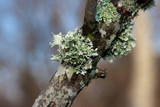 Ramalina americana image