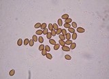 Psilocybe meridionalis image