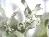 Ramalina americana image