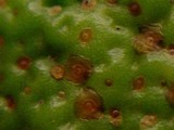 Alternaria alternata image