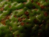 Alternaria alternata image