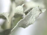 Ramalina americana image