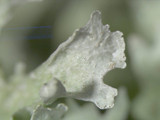 Ramalina americana image