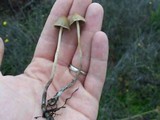 Psilocybe pelliculosa image