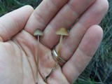 Psilocybe pelliculosa image