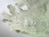 Ramalina americana image