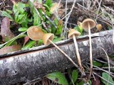 Psilocybe pelliculosa image