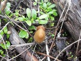 Psilocybe pelliculosa image