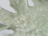Ramalina americana image