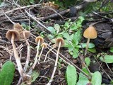 Psilocybe pelliculosa image