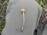 Psilocybe pelliculosa image