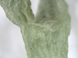 Ramalina americana image