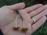 Psilocybe pelliculosa image