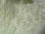 Ramalina americana image