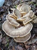 Meripilus sumstinei image