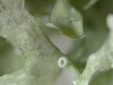 Ramalina americana image